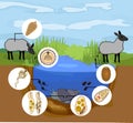 Life cycle of Sheep liver fluke Fasciola hepatica with sheep, snail and pond biotope